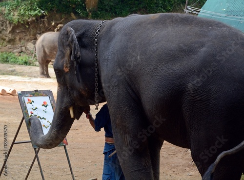 Elephant painting, Mae Sa,Thailand