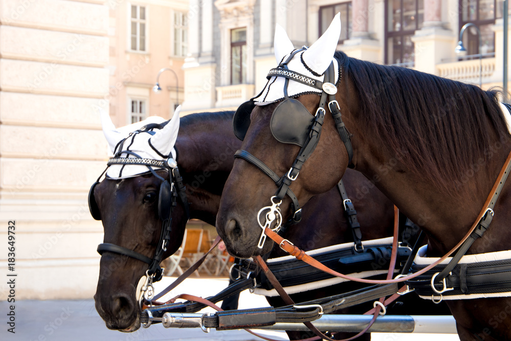 Two beautiful nice brown horses standing on a city lanscape. Two beautiful nice brown horses standing on a city lanscape.