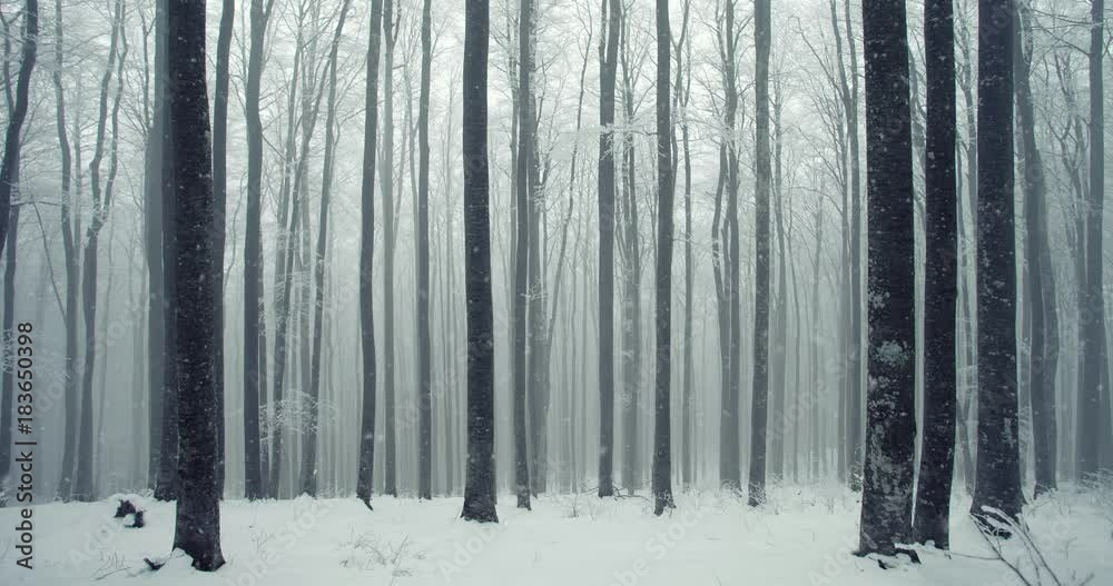 Snow falling in winter season foggy beech forest scene.