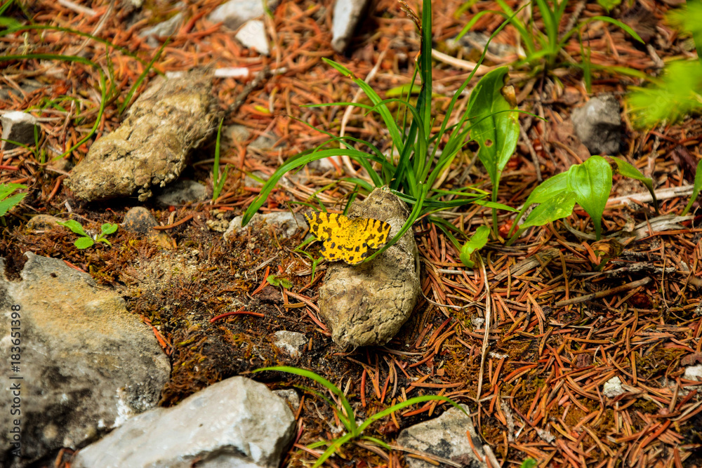 Yellow beautiful butterfly on a stone at the ground. Ready to fly. Yellow beautiful butterfly on a stone at the ground. Ready to fly.