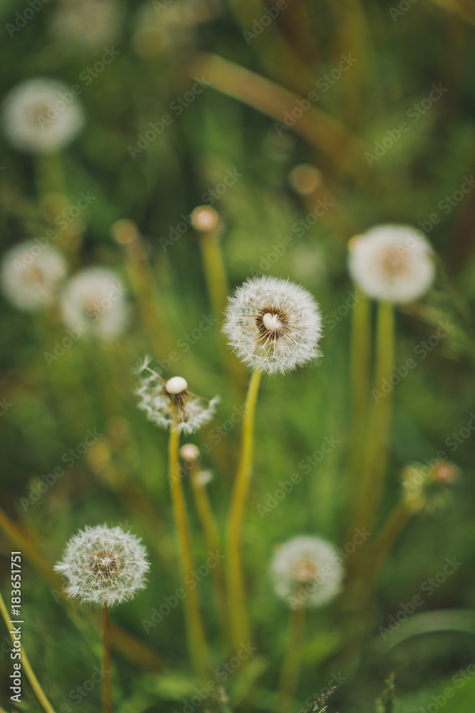 Ripe dandelions on background of green grass 9261. Ripe dandelions on background of green grass 9261.