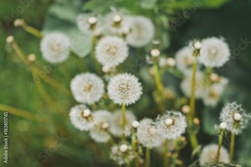 Fototapeta Naklejka Na Ścianę i Meble -  Dandelions on background of green grass 9266.