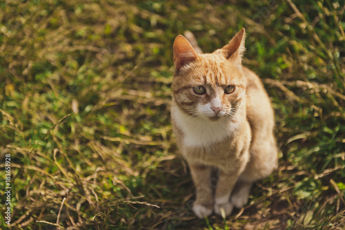 Ginger adult cat sitting on the grass 9299. © alenazamotaeva