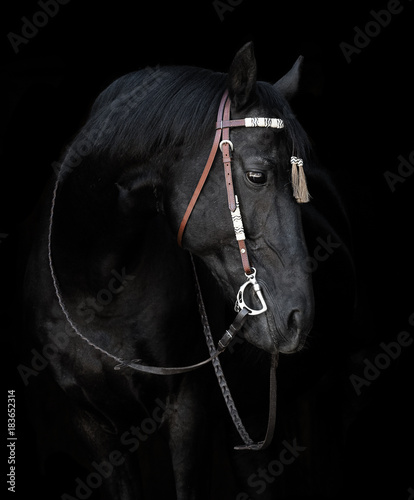 Portrait of a black horse in the bridle on black background isolated