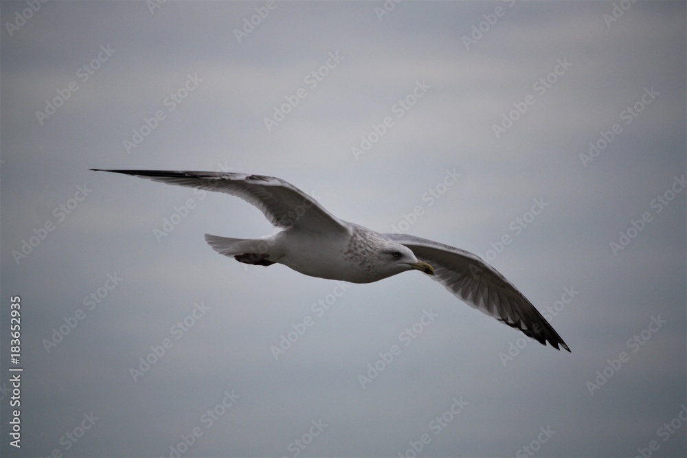 Obraz premium MOUETTE