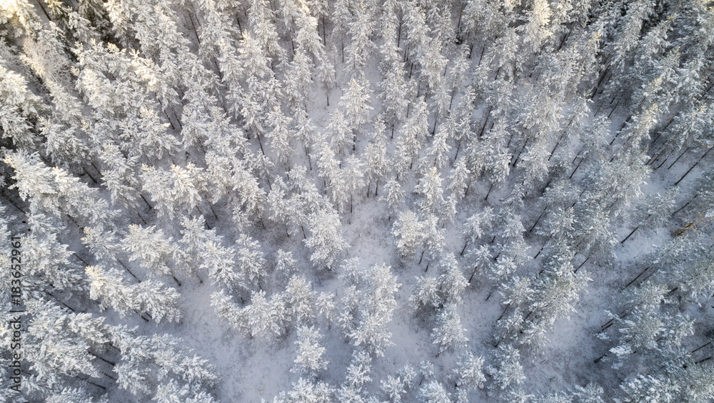 aerial view of beautiful winter forest