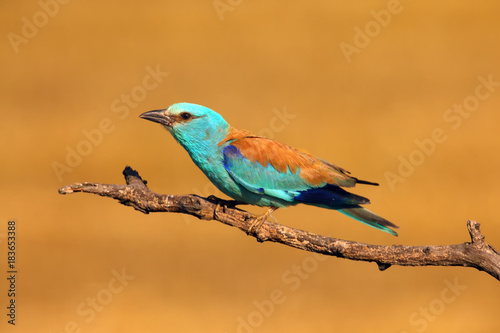 The European roller (Coracias garrulus) sitting on a branch with an orange background made of ripe corn cobs