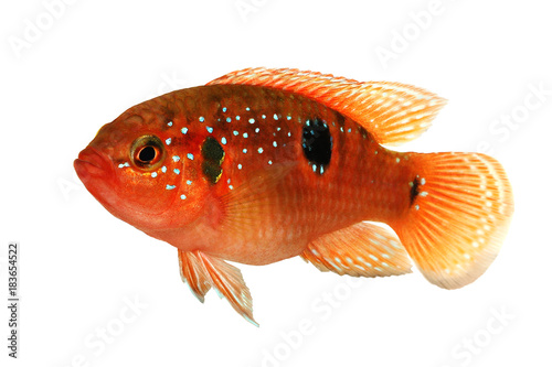 Jewel cichlid Hemichromis bimaculatus aquarium fish  photo