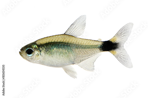 Kitty tetra Hyphessobrycon heliacus tropical aquarium fish
