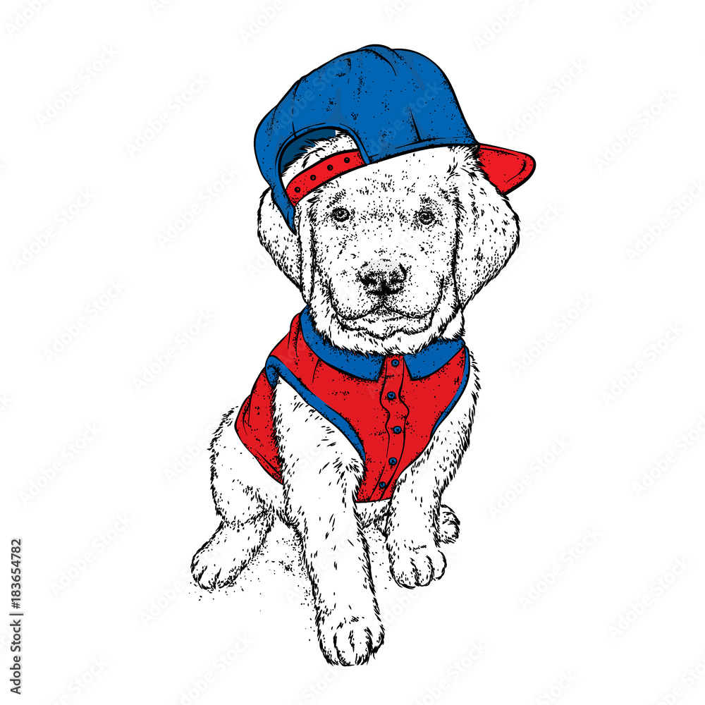 Puppy in a cap and shirt. Vector illustration for a postcard or a poster, print for clothes. Cute dog. Labrador. Clothes and accessories. Puppy in a cap and shirt. Vector illustration for a postcard or a poster, print for clothes. Cute dog. Labrador. Clothes and accessories.