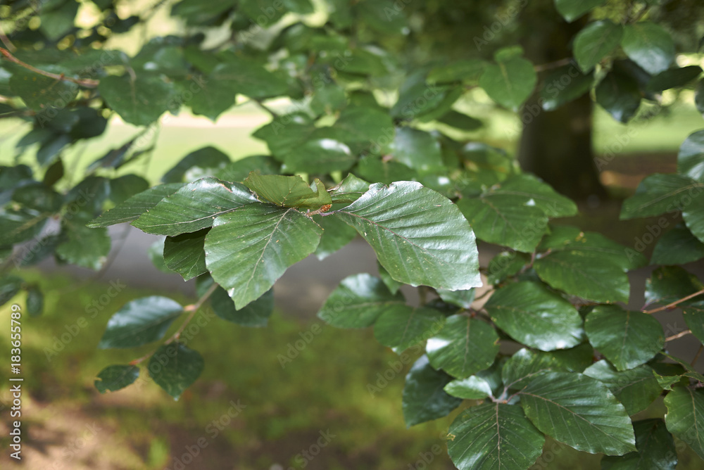 Fagus sylvatica Fagus sylvatica