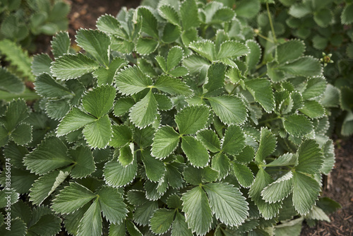 Fotografie Potentilla atrosanguinea