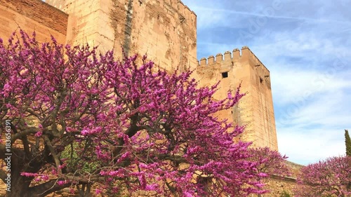 Redbud tree in The Alhambra palace, Granada, Spain in spring