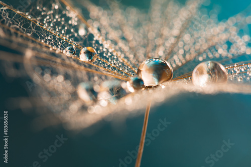 Murais de parede Drops of dew on a dandelion