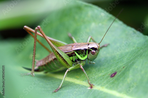 Grashüpfer auf Blatt