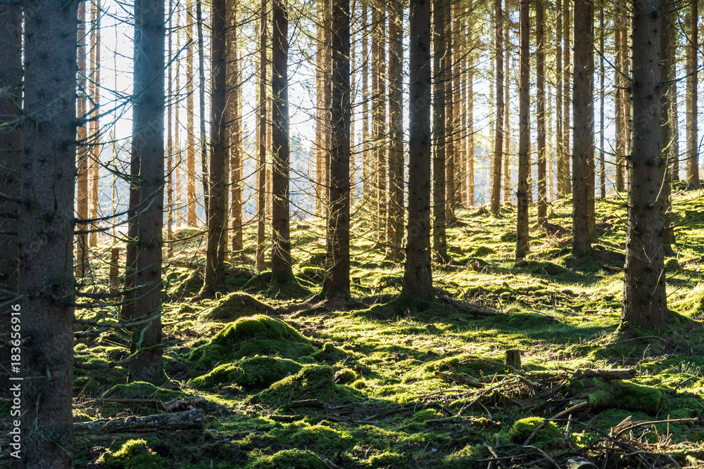 Obraz premium Bright mossy forest