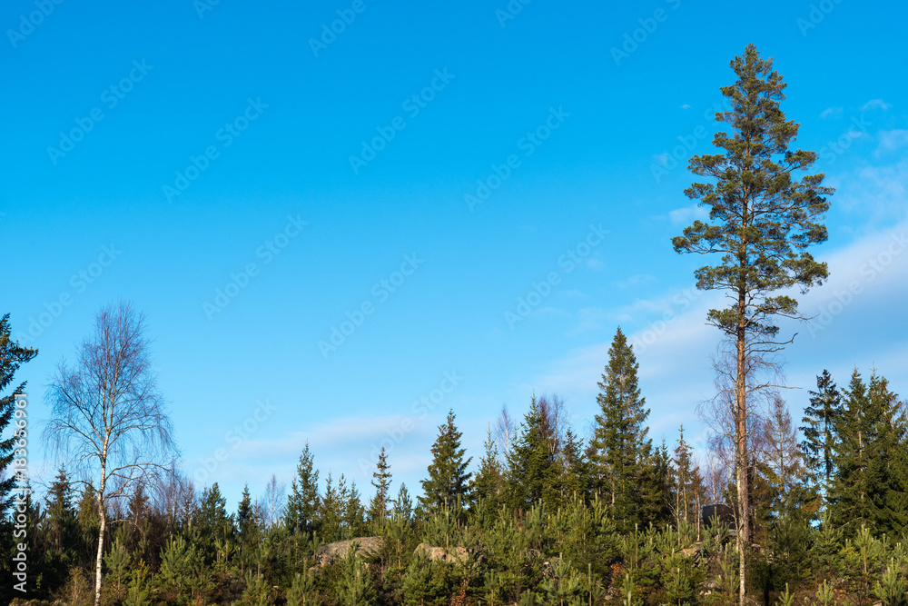 Pine tree plantation Pine tree plantation