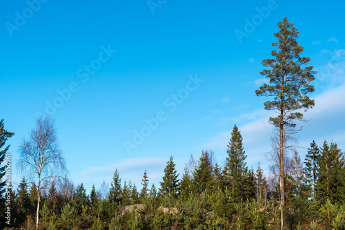 Pine tree plantation