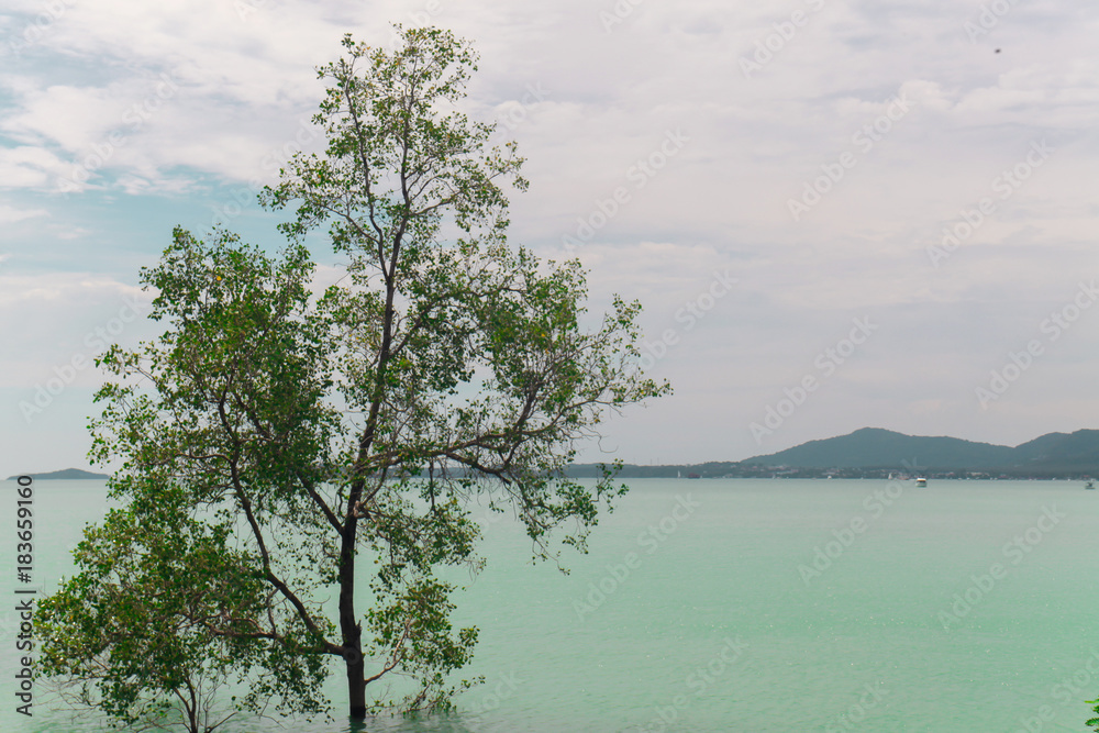 There is a mangrove tree in the sea with a bright sky There is a mangrove tree in the sea with a bright sky