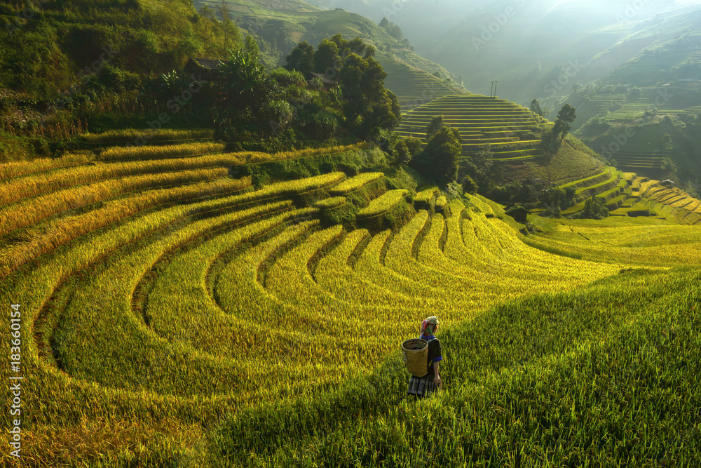 Φωτογραφία Bright morning of rice terraces in Mu cang chai,Yenbai,Vietnam.