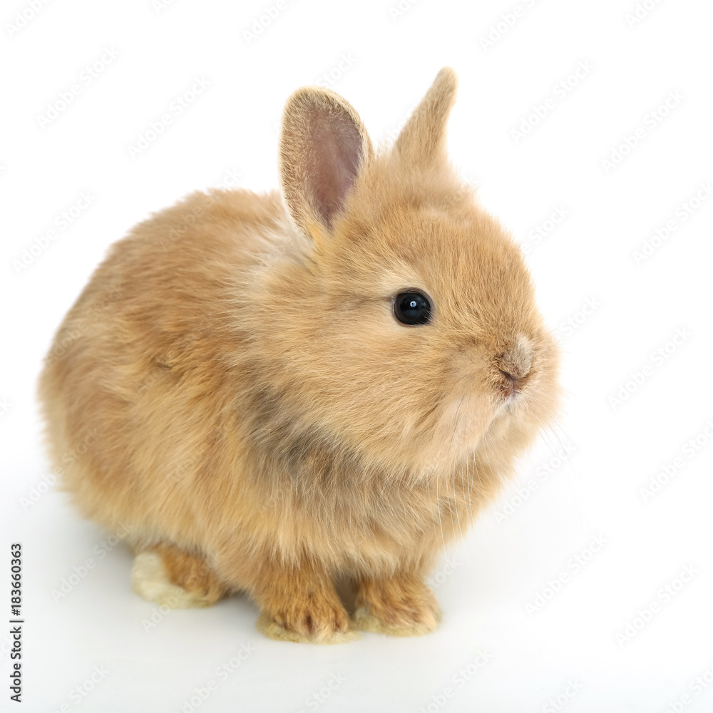 Cute white baby bunny rabbit - obrazy, fototapety, plakaty 