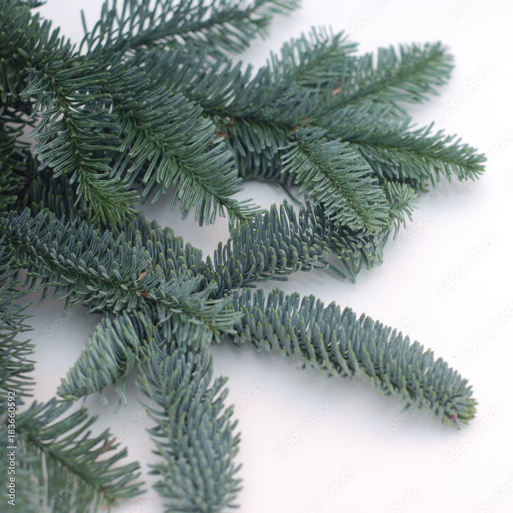 Fir Branches on white Background, Christmas Backdrop for Instagram. Square Image.