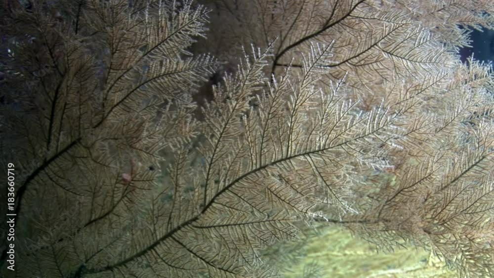 Marine plants underwater on seabed in Galapagos. Relax video. Marine life in ocean. Marine plants underwater on seabed in Galapagos. Relax video. Marine life in ocean.