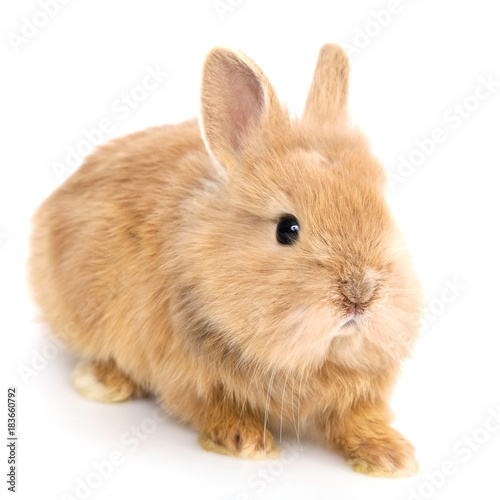 Cute white baby bunny rabbit