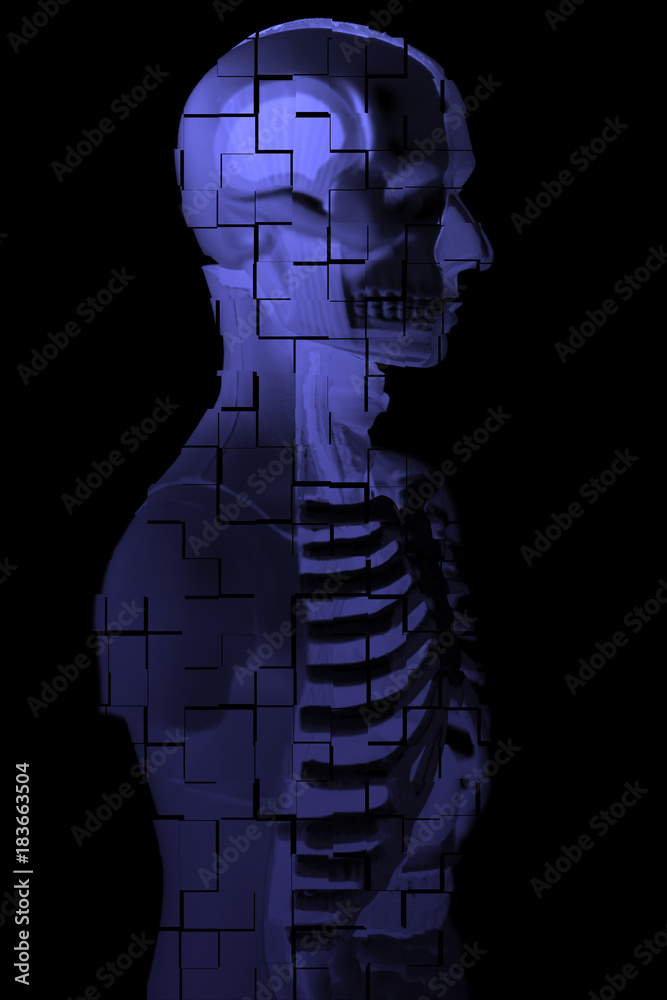 Human Body Anatomy Model Human Body Anatomy Model