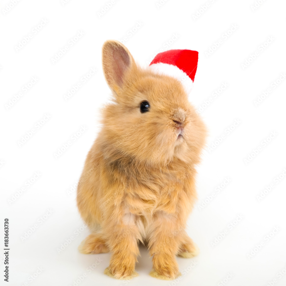 Baby rabbit with a christmas hat Baby rabbit with a christmas hat