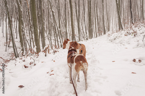 dog on leash in white winter snow covered nature forest, walk with dogs