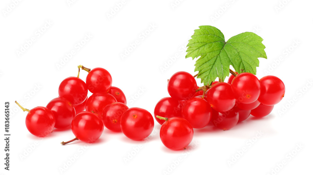 Red berries of Viburnum (arrow wood) with green leaf isolated on white background