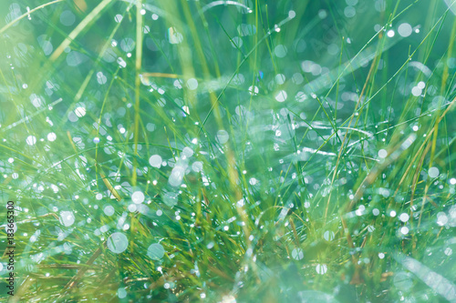 Abstract photo of long and thin stems of plants with small drops of dew on the footstalks and blurred forest and grass background in nature in the early morning.Close up. photo