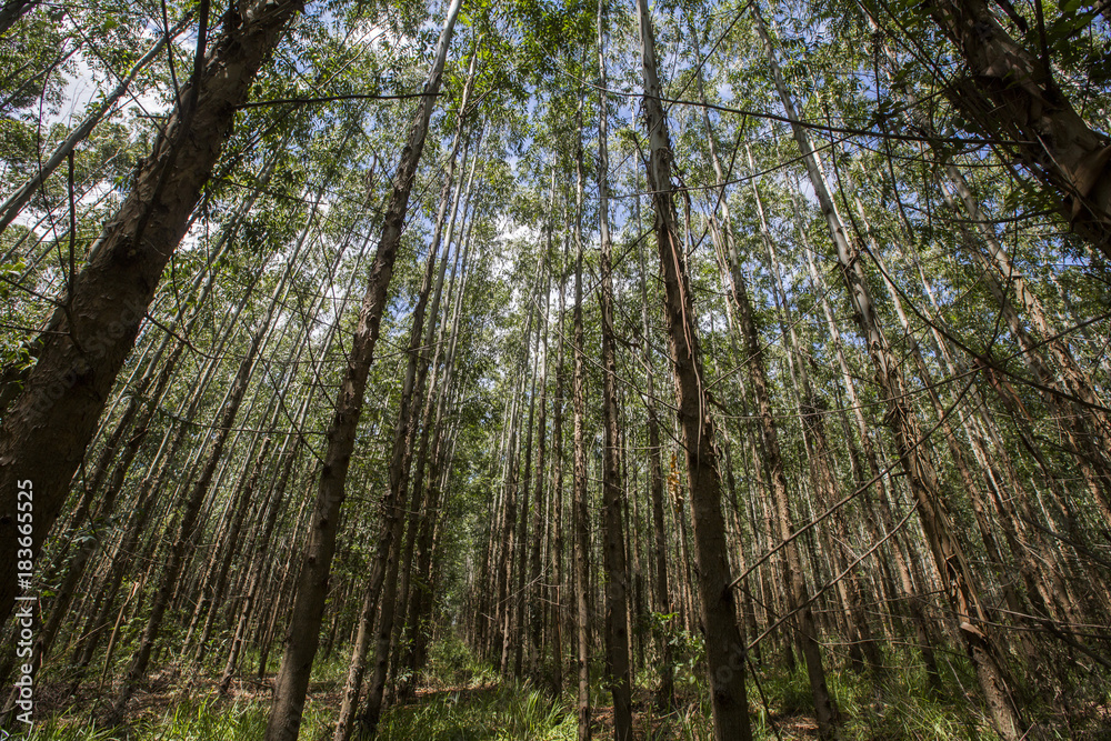 Fototapeta premium Eucalyptus forest in Sao Paulo State - Brazil. Plants for paper industry
