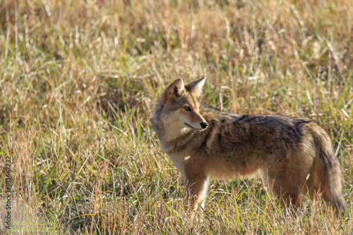 Coyote hunting