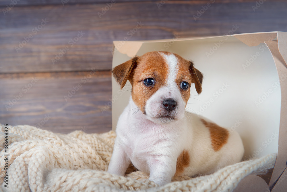 Funny puppy Jack Russell Terrier sitting on a blanket in a box on wooden background Funny puppy Jack Russell Terrier sitting on a blanket in a box on wooden background