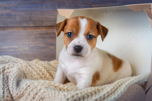 Funny puppy Jack Russell Terrier sitting on a blanket in a box on wooden background