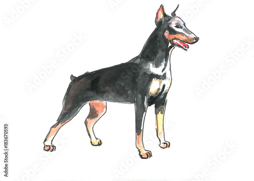 This is nice watercolour paint of dog doberman. It is illustration suite into the child books.