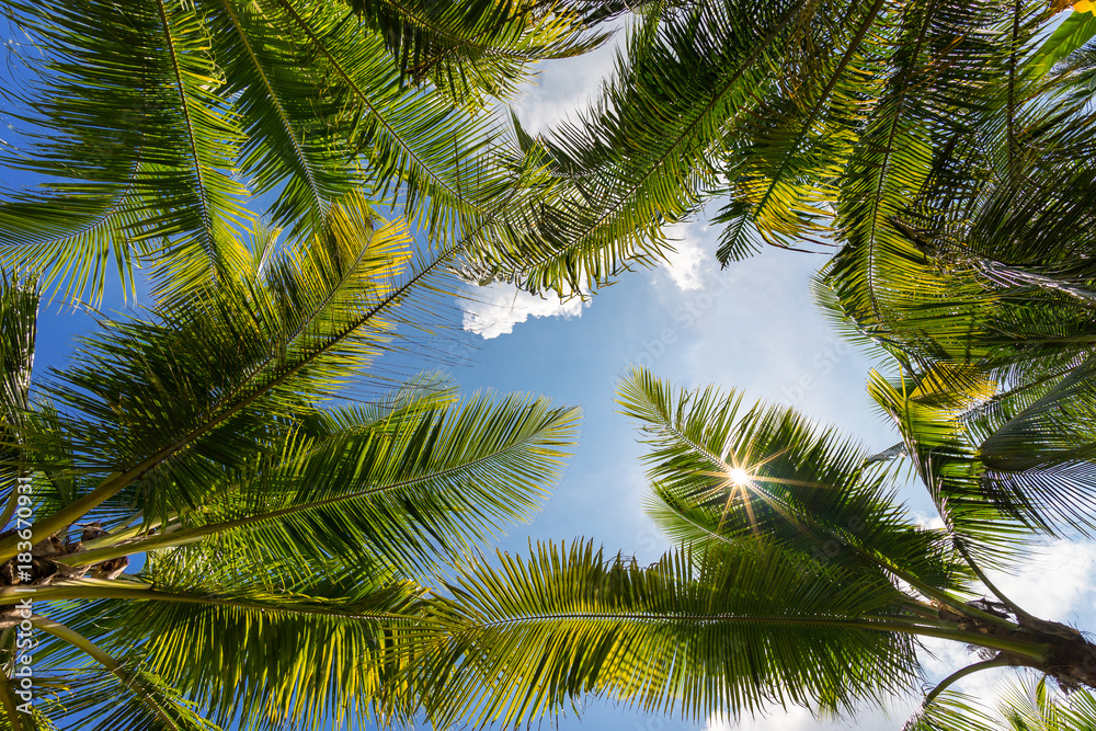 Green palm tree leaves on blue sky. Tropical background Green palm tree leaves on blue sky. Tropical background