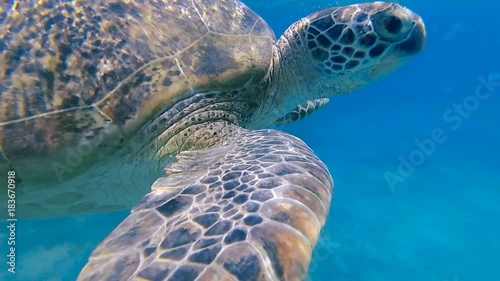 Sea turtle swim in the sea. Red sea. Marsa Alam

