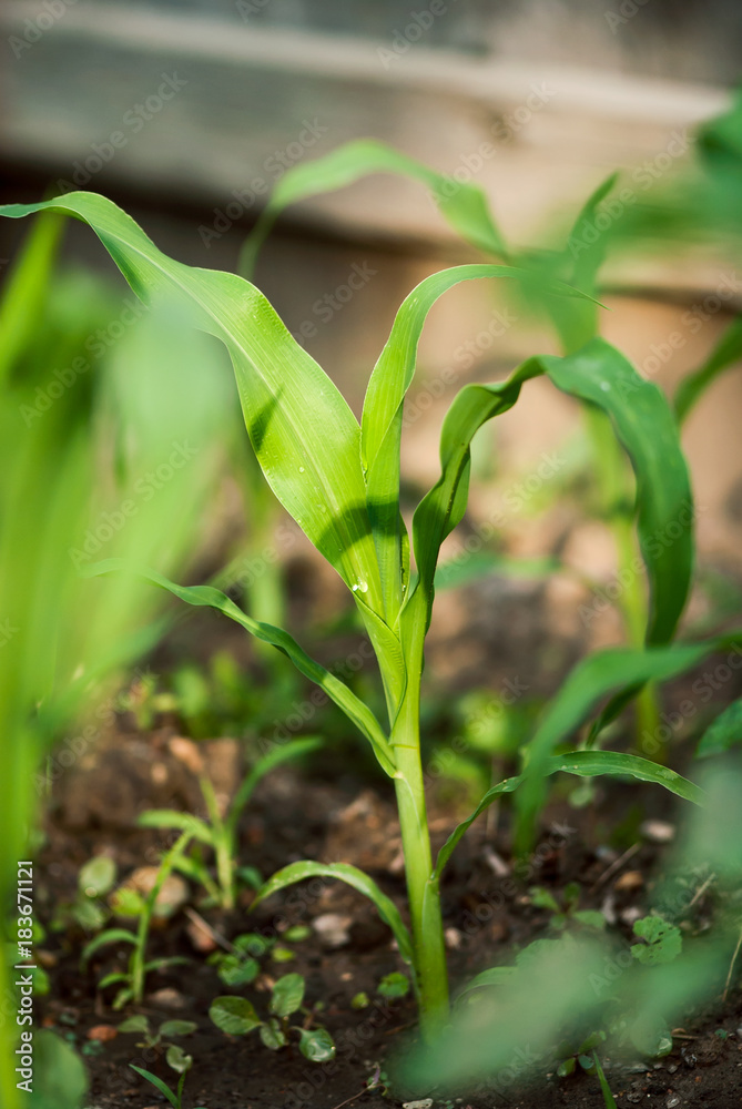 Young Corn Plant Young Corn Plant