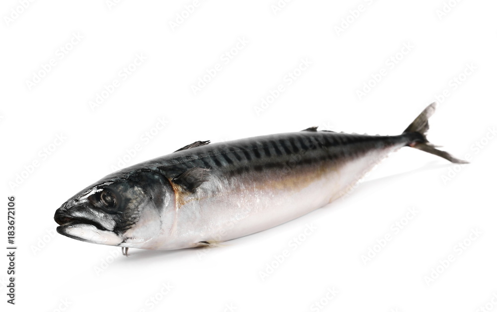 Mackerel Fish Scomber Vector & Photo (Free Trial)