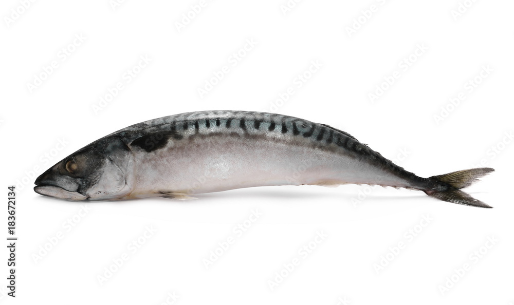 Whole Atlantic mackerel (Scomber scombrus) fish isolated on a white Whole Atlantic mackerel (Scomber scombrus) fish isolated on a white