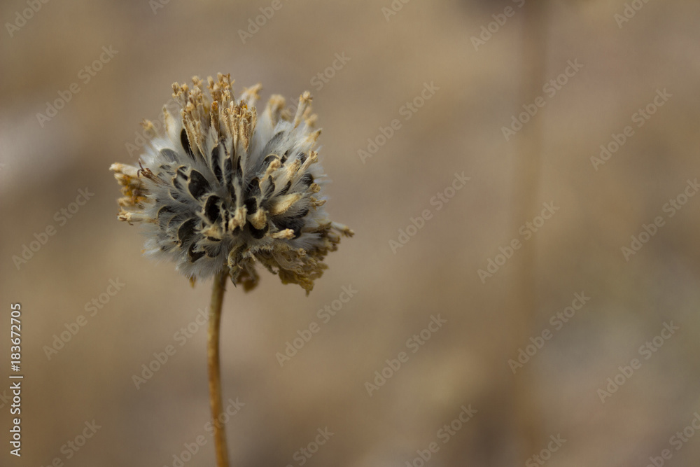 Dried and delicate Pebble Pincushion wildflower in the desert sandstone of Utah. Dried and delicate Pebble Pincushion wildflower in the desert sandstone of Utah.