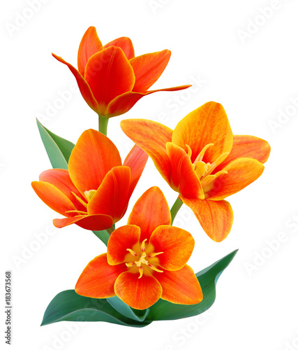 A flower of  liliaceae tulip bouquet
