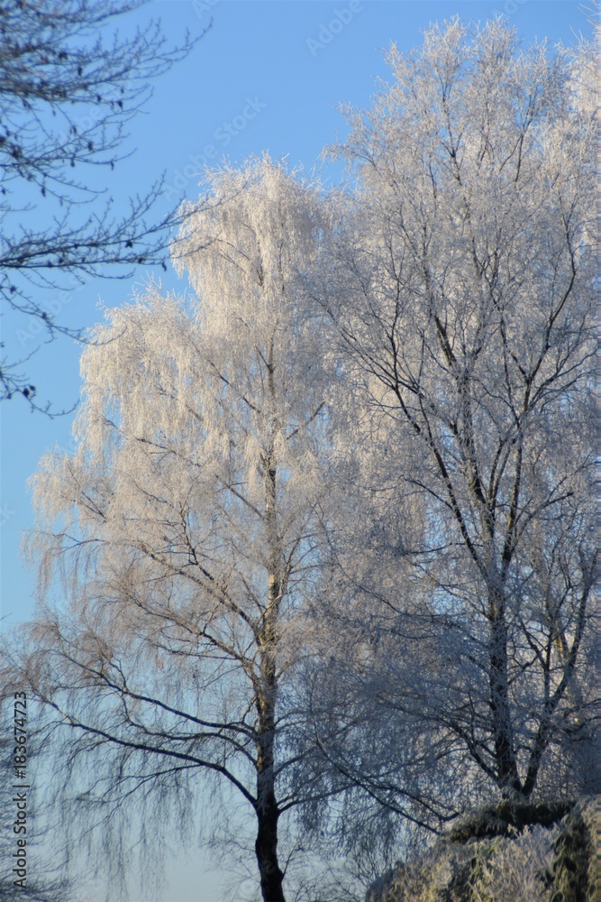 Parc de Gromesnil en hiver