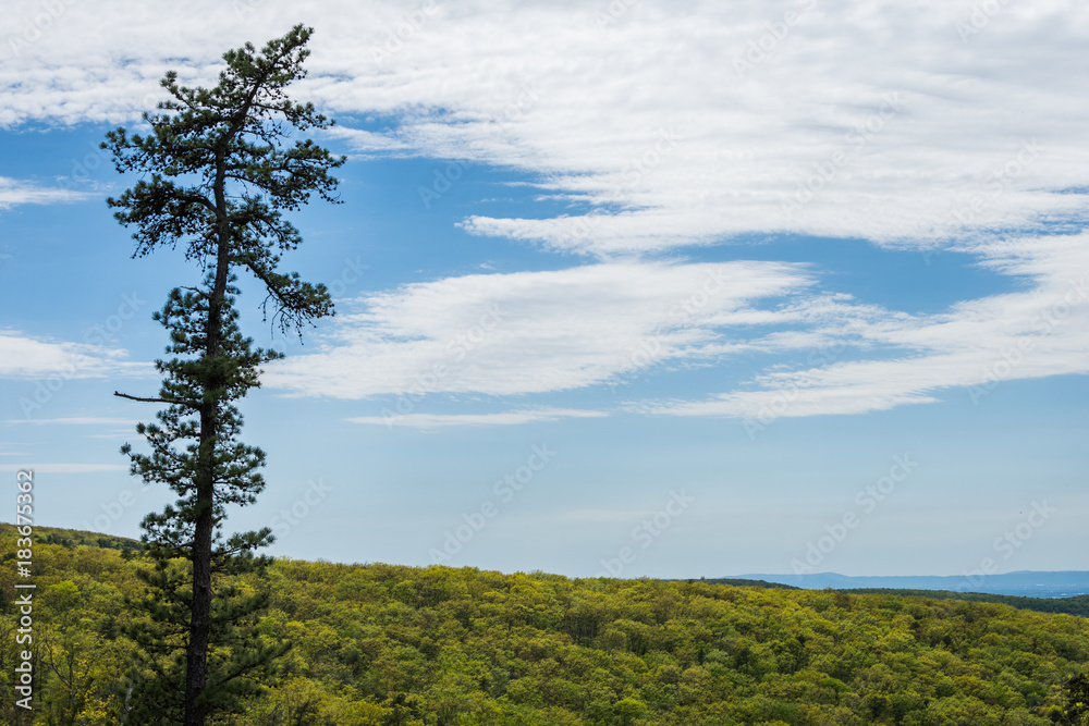 Obraz premium Landscape of The area around Long Pine Reservoir in Michaux State Forest in Central Pennsylvania