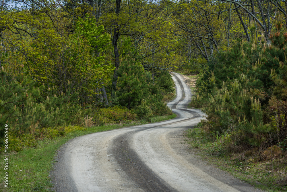 Obraz premium Landscape of The area around Long Pine Reservoir in Michaux State Forest in Central Pennsylvania