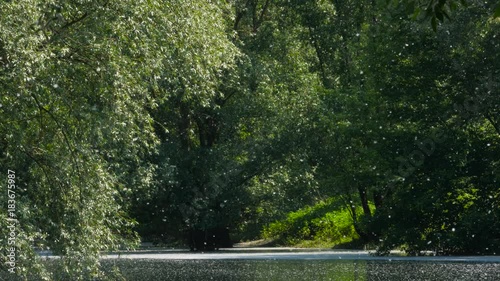 Pollen Blowing From The Trees In The Spring Allergy Season