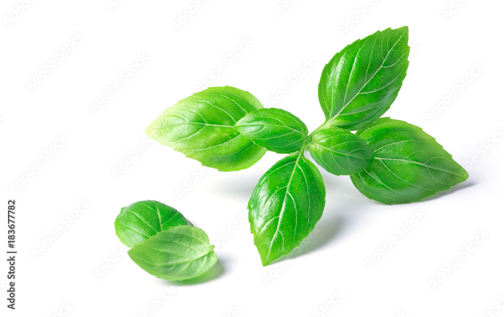 basil herb leaves basil herb leaves